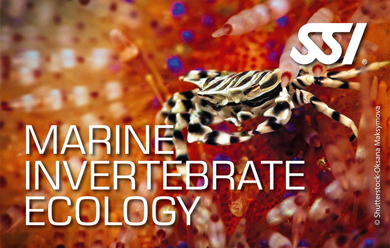 Marine Invertebrates
